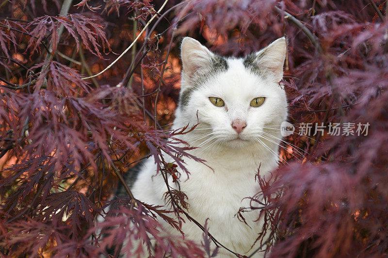 白猫坐在灌木丛里