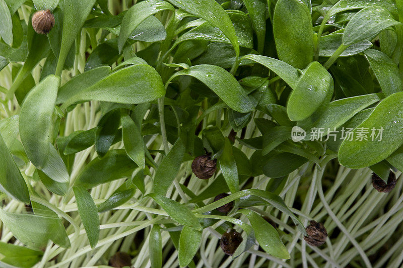 微型蔬菜――香菜