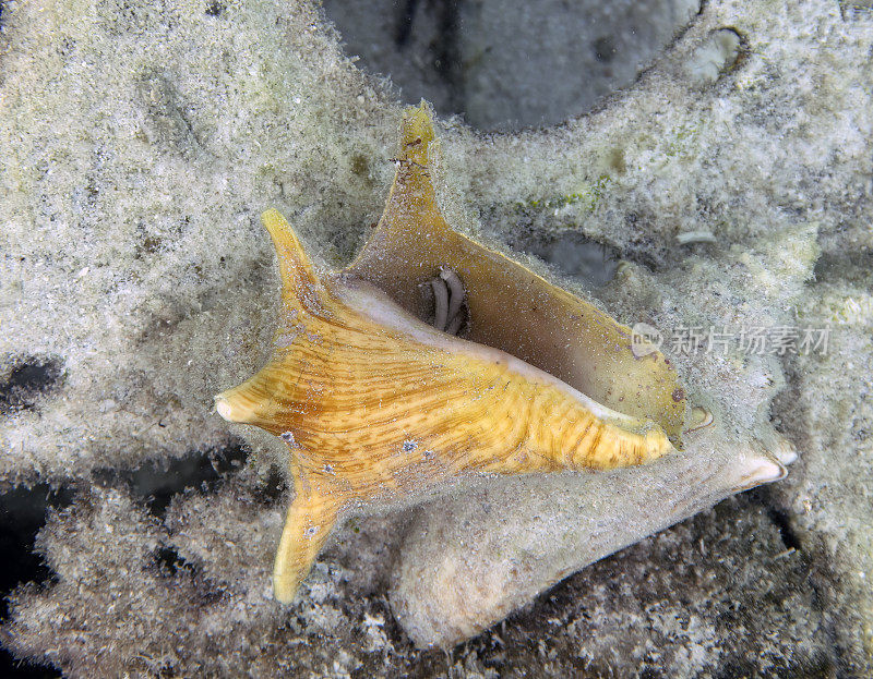巴哈马比米尼海底的海螺壳