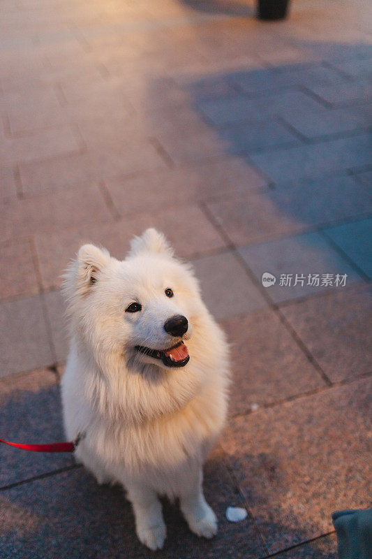 一个可爱的萨摩耶狗的肖像