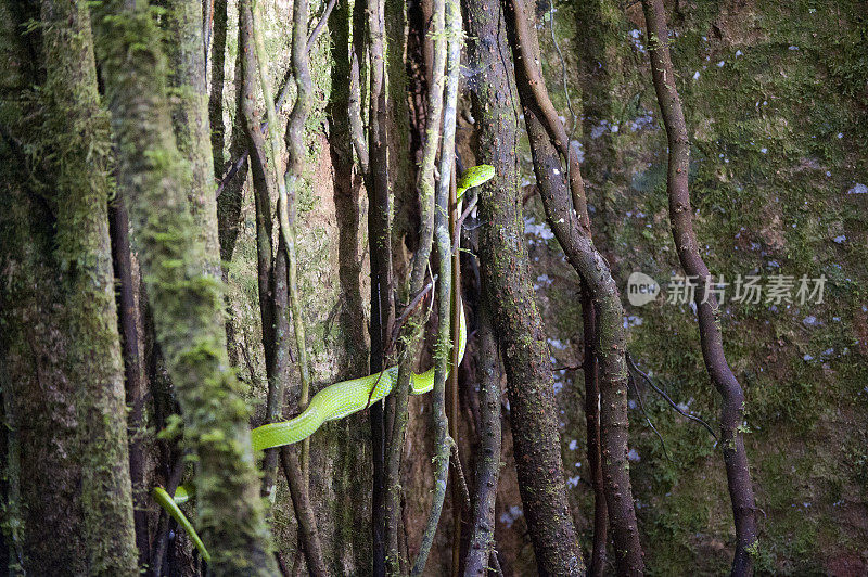 侧面条纹的棕榈坑蝰蛇编织成藤蔓上的无花果，哥斯达黎加