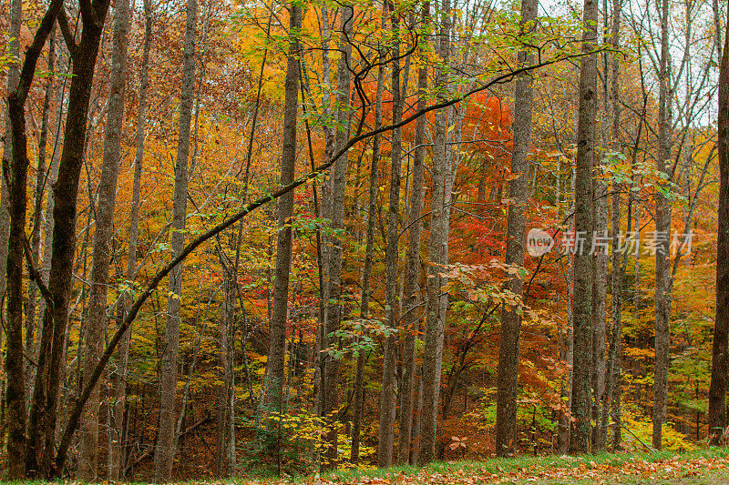 五颜六色的秋天树木和田纳西州的山景在2022年的秋天