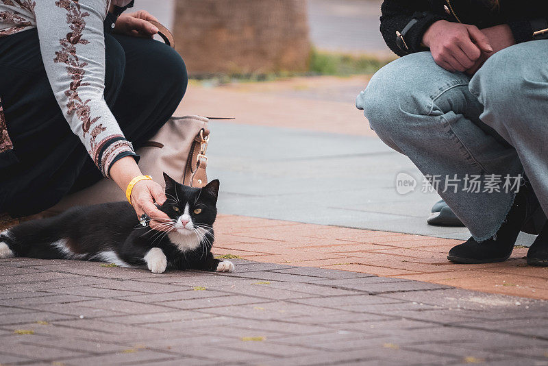 妇女抚摸街上的流浪猫