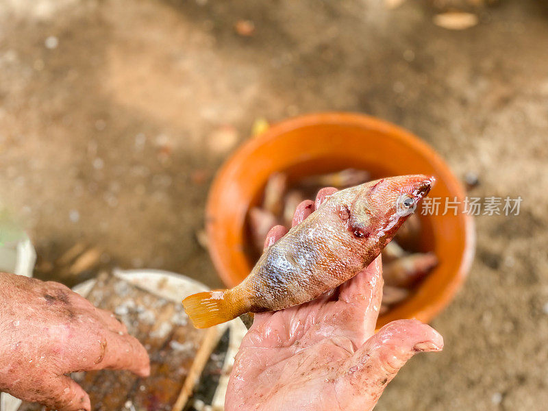 老人的手在洗鱼