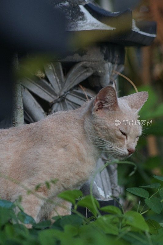 我的橙色宠物猫