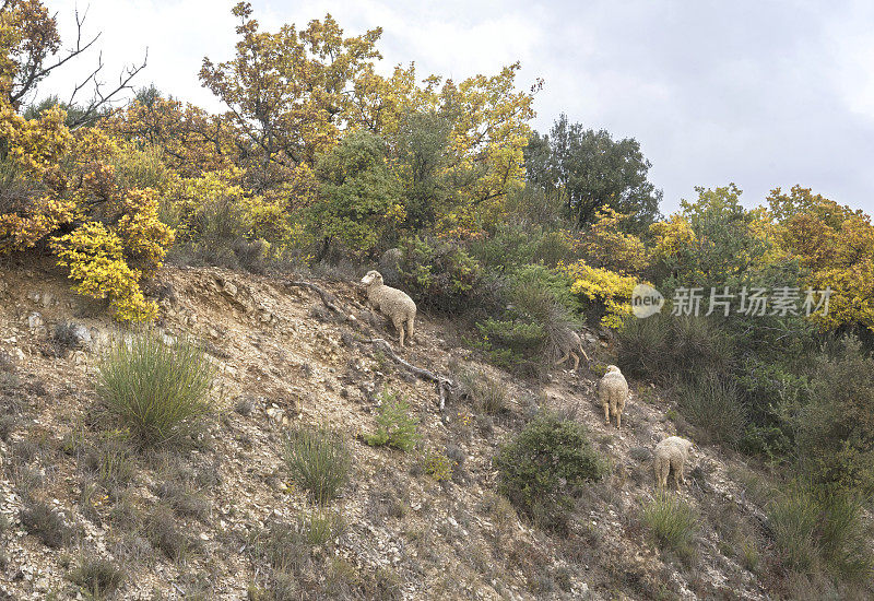 羊群在山坡上漫步