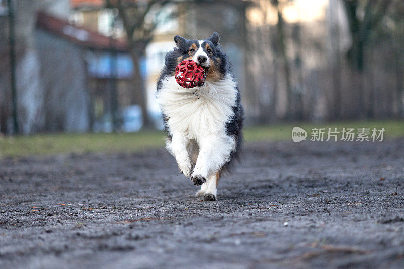 雪莉牧羊犬在玩球