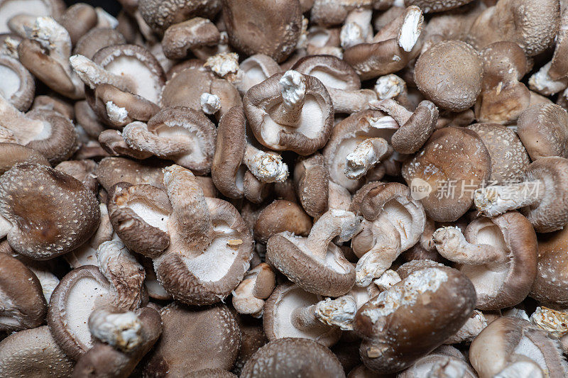 食用蘑菇采摘的特写镜头