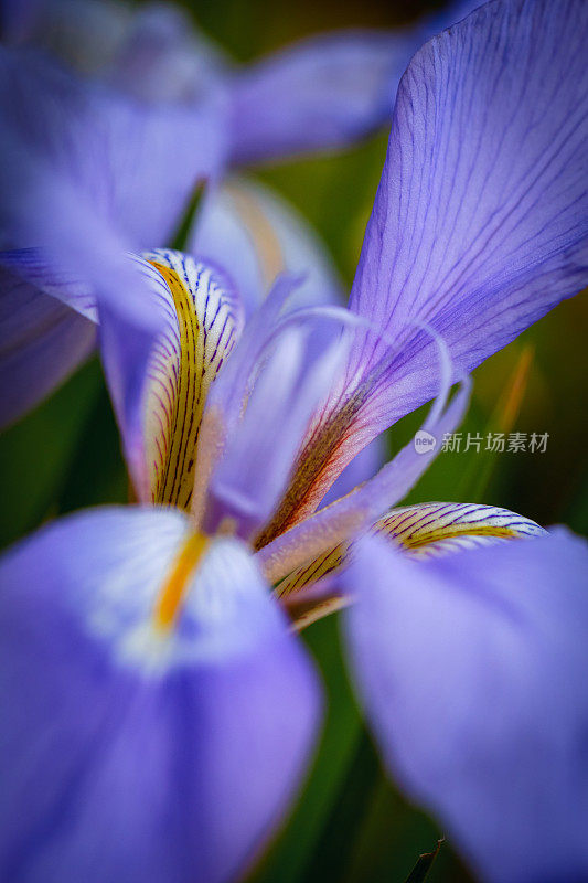 花园里的鸢尾花