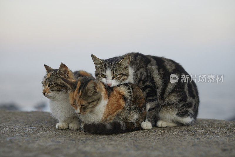 三只流浪猫在一起