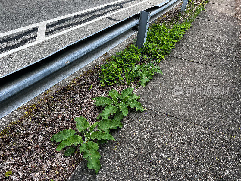 城市人行道上的杂草