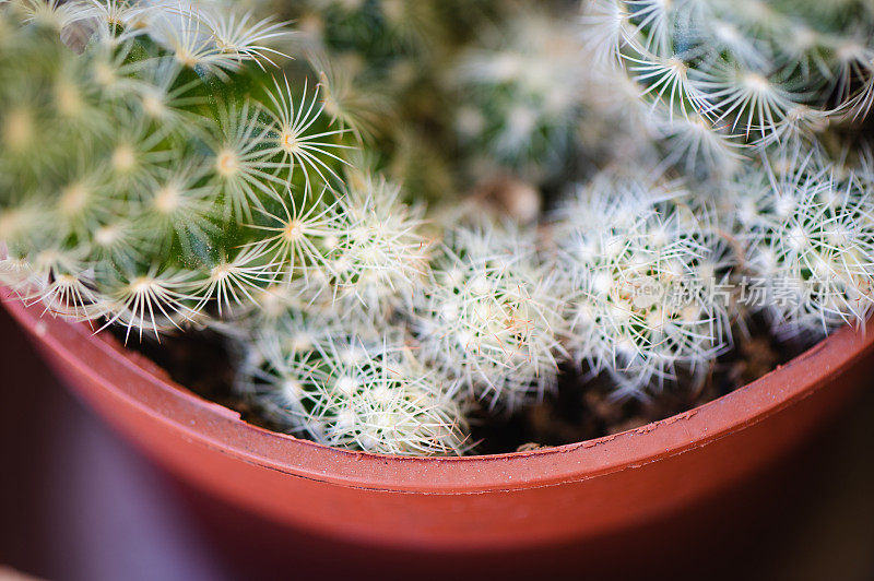 仙人掌小植物背景