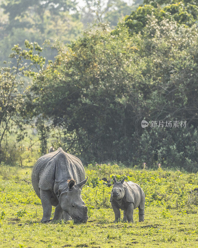 印度犀牛，独角兽犀牛，母犀牛和幼犀牛:印度卡齐兰加