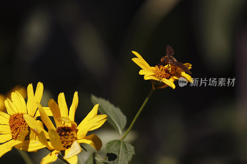 蜜蜂在花丛中飞翔