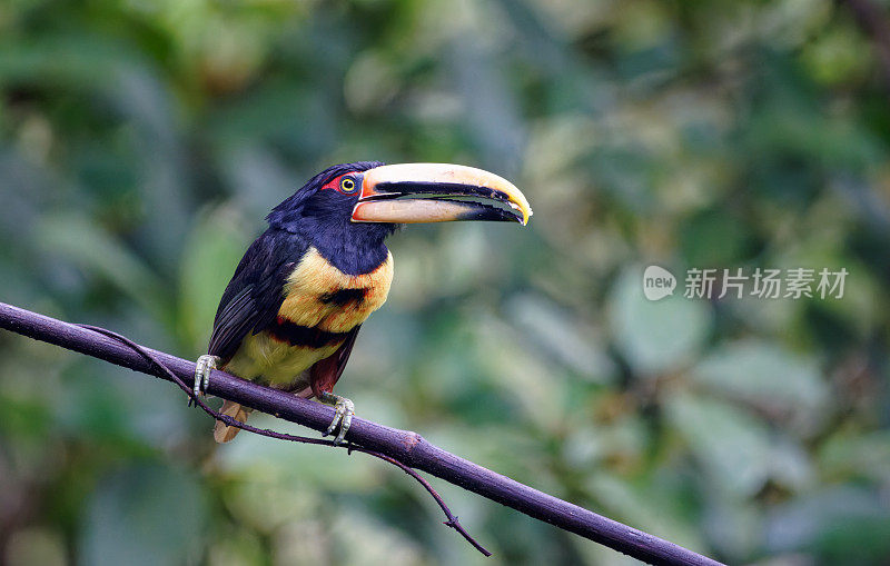 成卷的Aracari