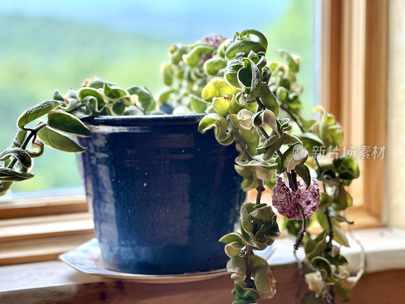 Hoya花，蜡植物