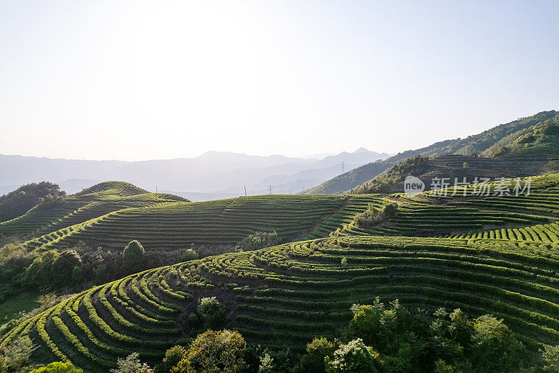 高角度拍摄茶叶生长的山