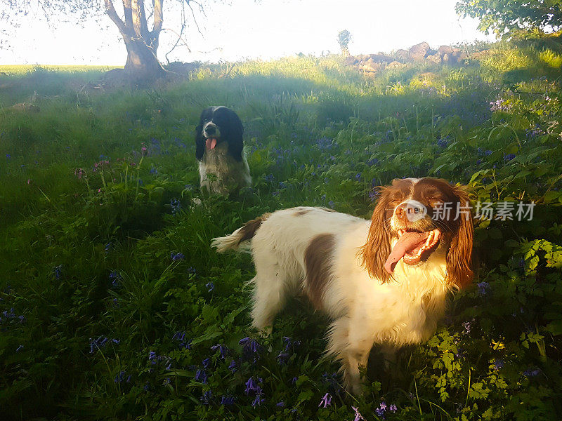 这只美丽的棕白相间的西班牙猎犬和她的妹妹在什罗普郡乡村的蓝铃草树林里锻炼，阳光照在她身上。