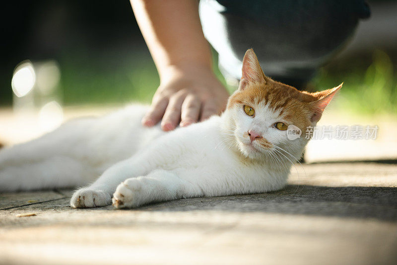 有人在抚摸一只街头小猫