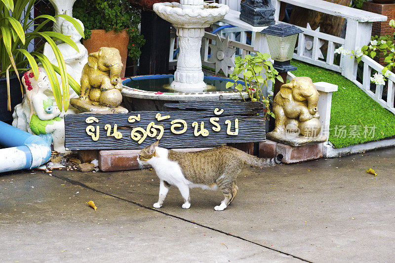 一只流浪猫站在泰国寺庙的小雕像前