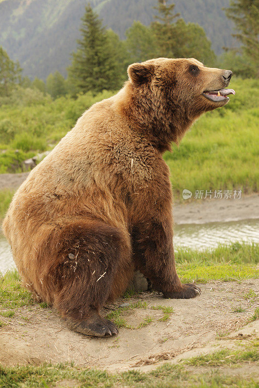 大灰熊科迪亚克棕熊坐着，嘴巴张开，舌头伸出