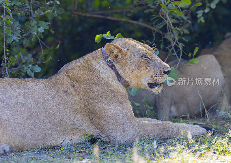 在非洲热带稀树草原栖息地休息的母狮