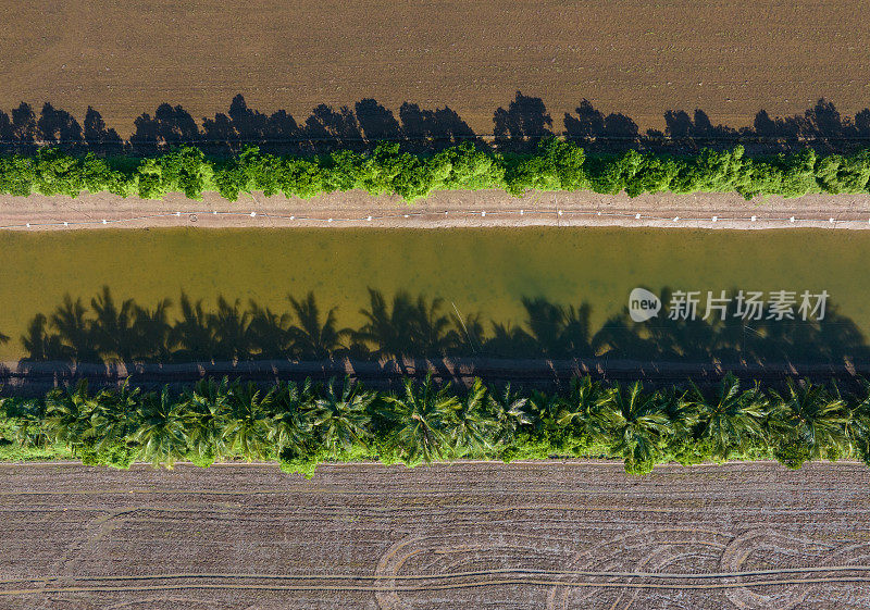 从稻田中央的一排椰子树的抽象图像，天江省