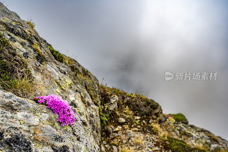 阿尔卑斯岩石茉莉花在诺克伯格自然保护区景观在克恩顿州