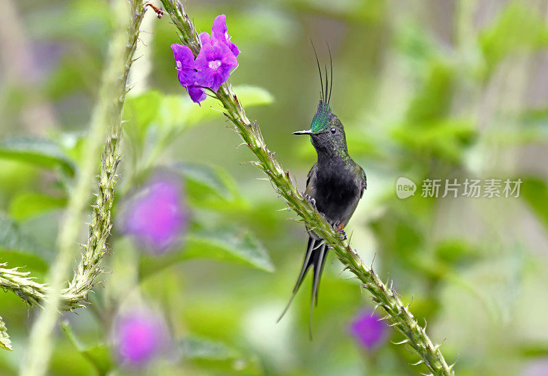 栖息在一种花枝上的铁丝冠刺尾蜂鸟