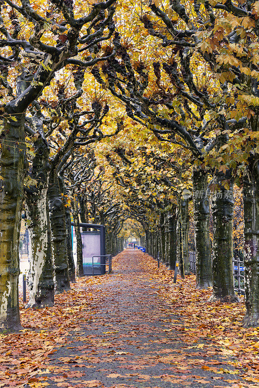 在德国法兰克福的Schaumankai，梧桐树与秋叶漫步