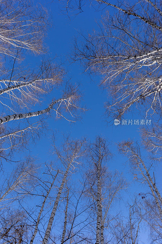 高高的光秃秃的冬天或春天的桦树在蓝天的背景下。桦树顶部的底部视图。