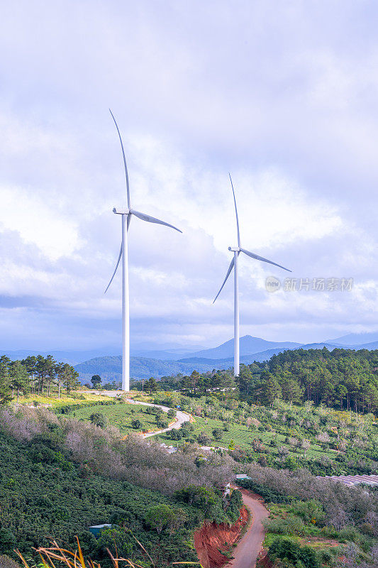 清晨美丽的风景，在大叻市，林东省。风吹茶山上，晨景山坡上茶树下