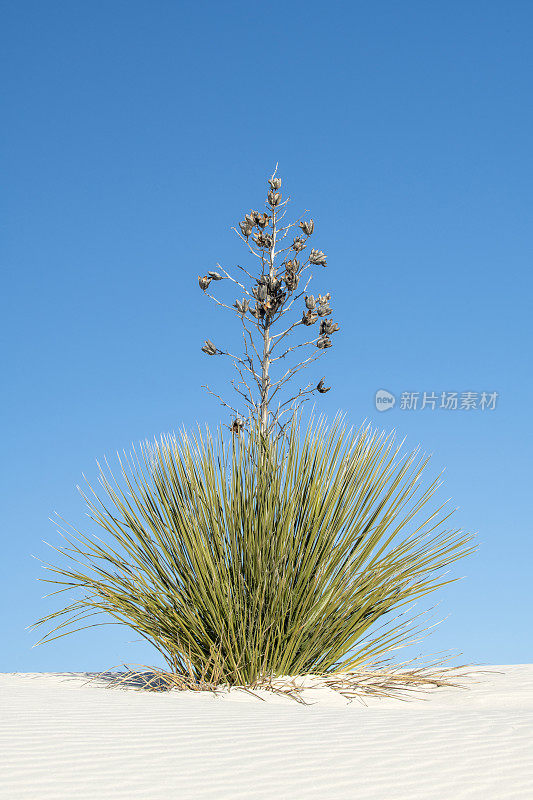 白沙国家公园的肥皂树丝兰植物