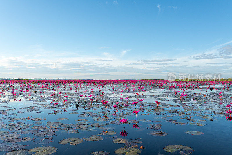 泰国乌隆他尼省清晨的红莲湖美景