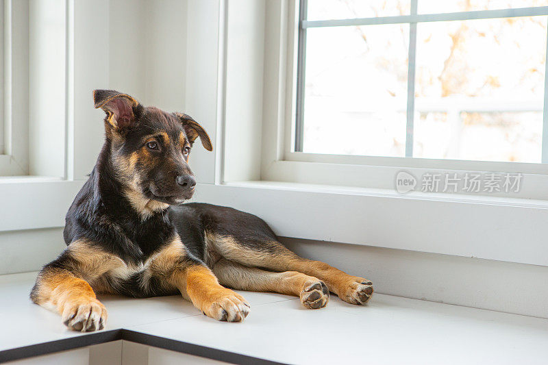 德国牧羊犬幼犬