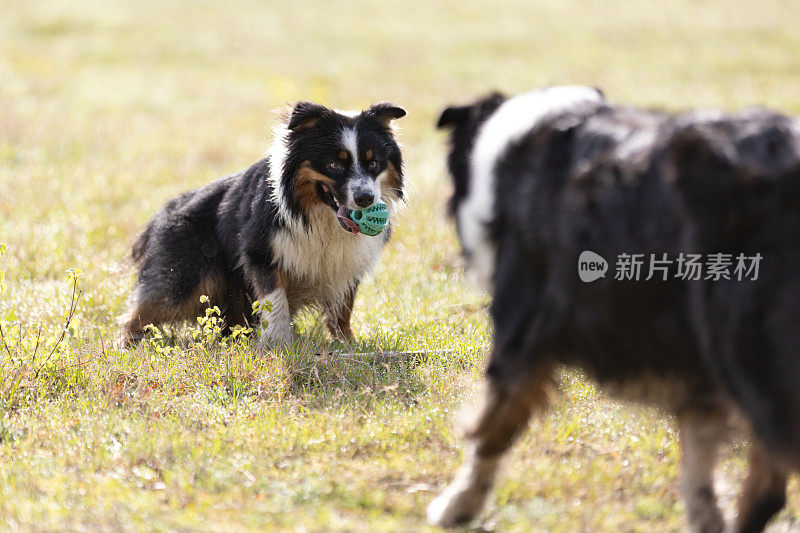 阳光明媚的一天，两只澳大利亚牧羊犬在草地上玩球