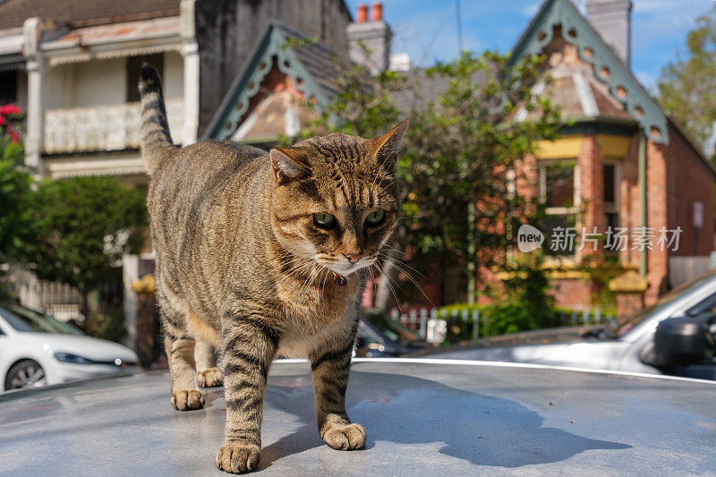 猫在户外的车顶上晒太阳