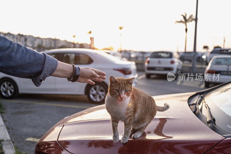 流浪猫在车上