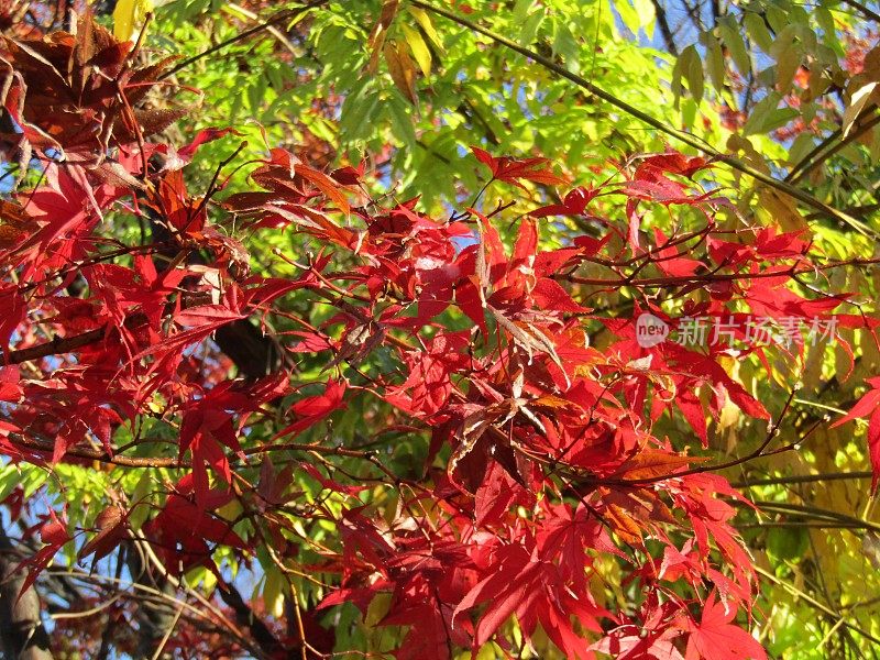 日本。12月阳光明媚的早晨。枫叶。