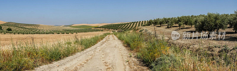 格拉纳达和科尔多瓦之间的卡米诺莫扎拉布的美丽全景照片，展现了绵延数英里的橄榄树林和沐浴在西班牙阳光下的农田