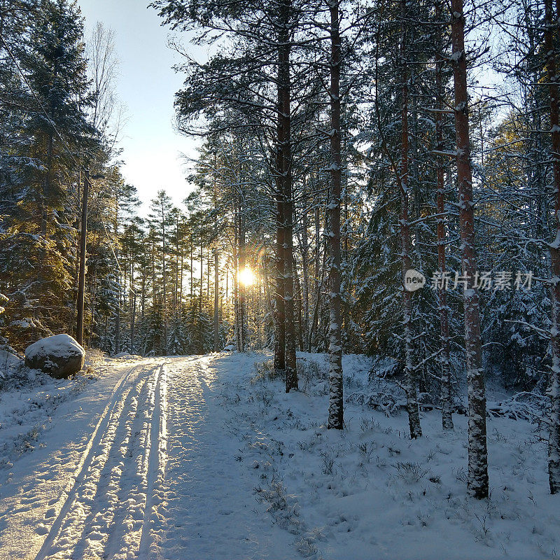 在冬天的森林里，太阳正从树上出来