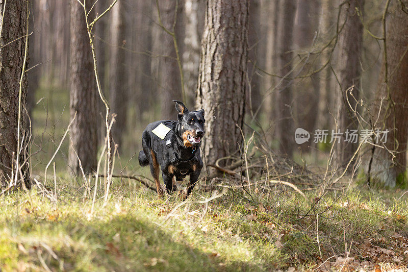 在森林里训练搜救犬