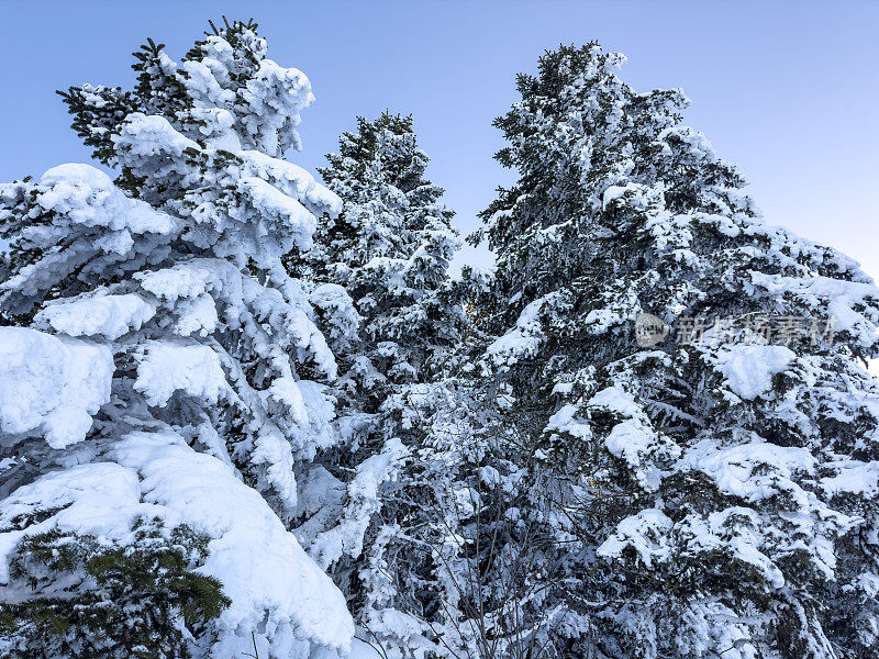 冬天，白雪皑皑的树木和晴朗的天空