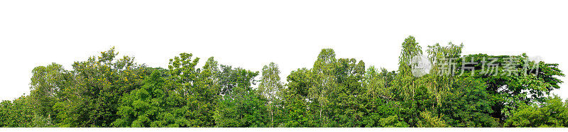 白色背景上孤立的绿色树木。是森林和树叶在夏季印刷和网页与切割路径和alpha通道。