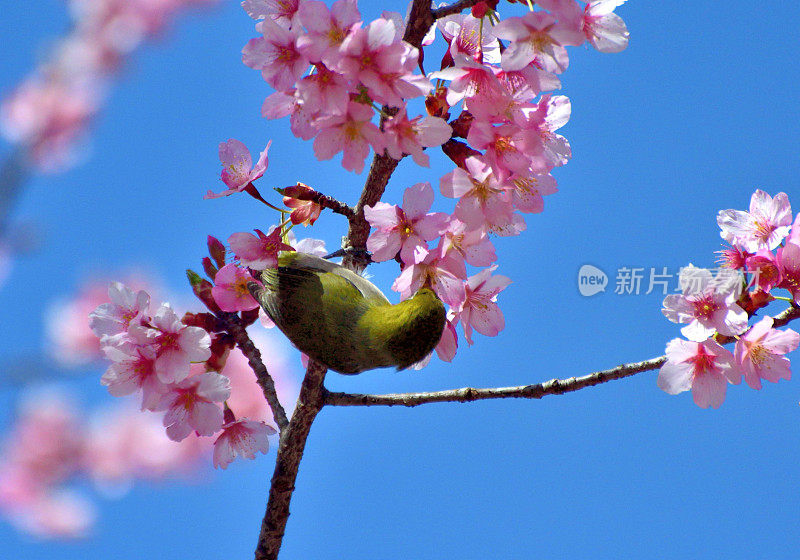 日本白眼鸟在蓝天下吮吸樱花花蜜