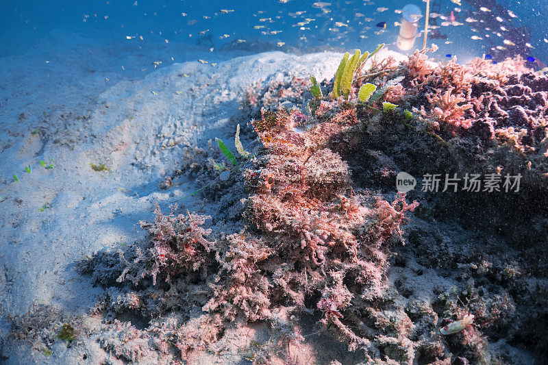 美丽的近距离伪装大蝎子鱼或蝎子鱼在深海沙底水肺潜水探索旅游活动水下蓝色背景景观在安达曼海，泰国
