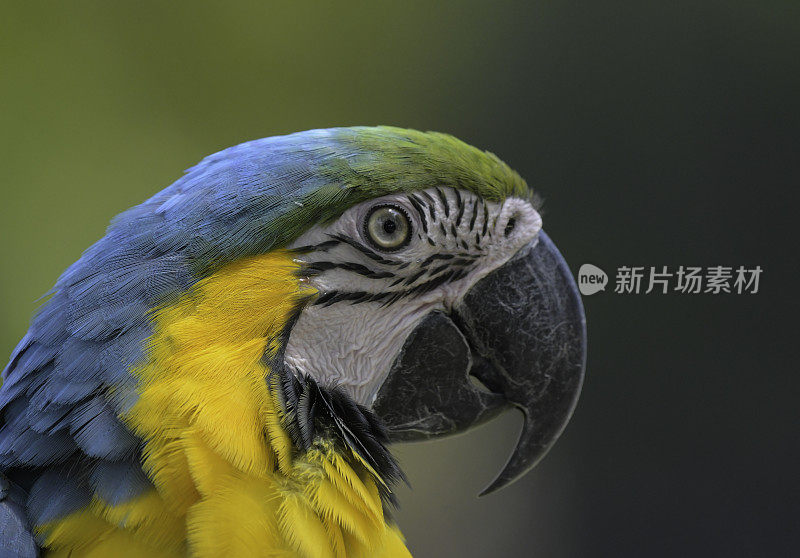 蓝黄金刚鹦鹉:一种外来鸟类