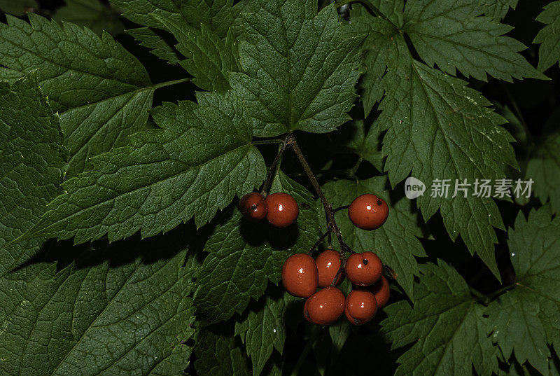 红色的桔梗或苦楝，是一种有毒的草本开花植物，属毛茛科，原产于北美。水果。毛茛科。马鞍山州立自然保护区是俄勒冈州西北部的一个州立公园。