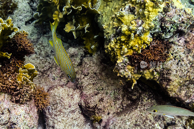 充满活力的水下珊瑚和海洋生物在海洋，加勒比海咸水海底的海洋生物