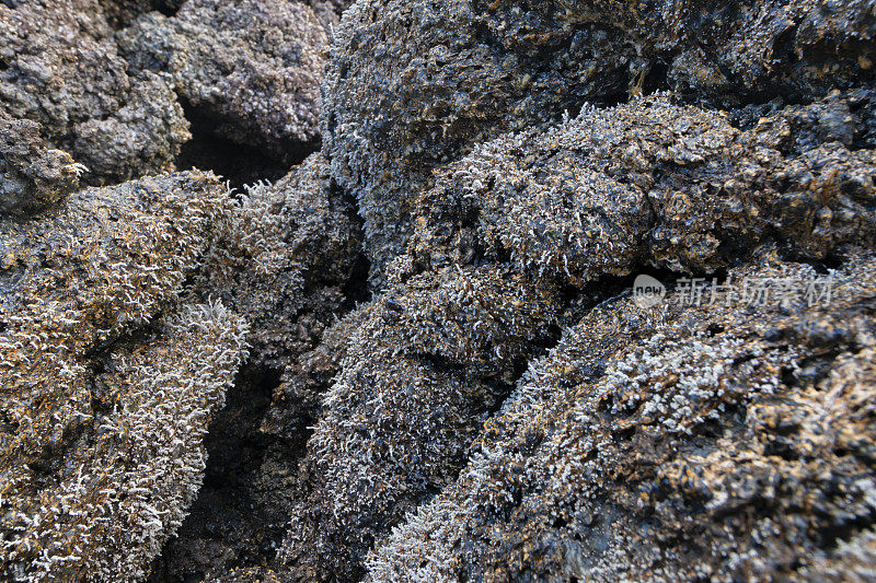 留尼旺岛熔岩流中的地衣